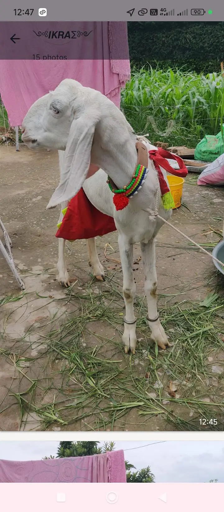 rajanpur bakri sat do mahine ke baccha bhi hai — photo 9