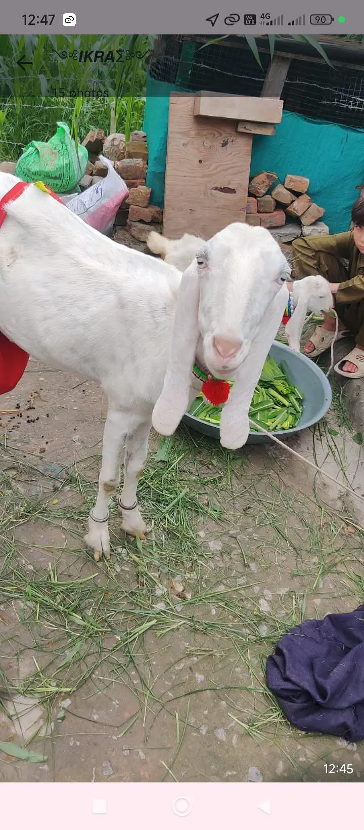 rajanpur bakri sat do mahine ke baccha bhi hai — photo 10