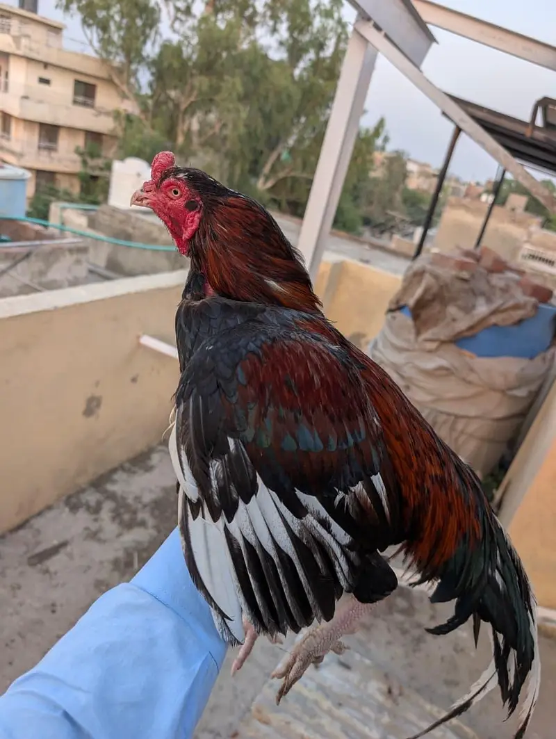 Mianwali aseel bird — photo 2