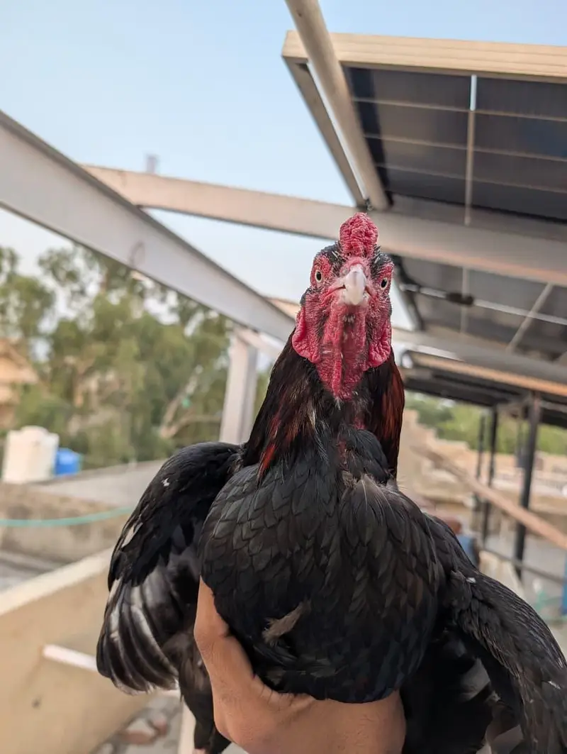 Mianwali aseel bird — photo 3
