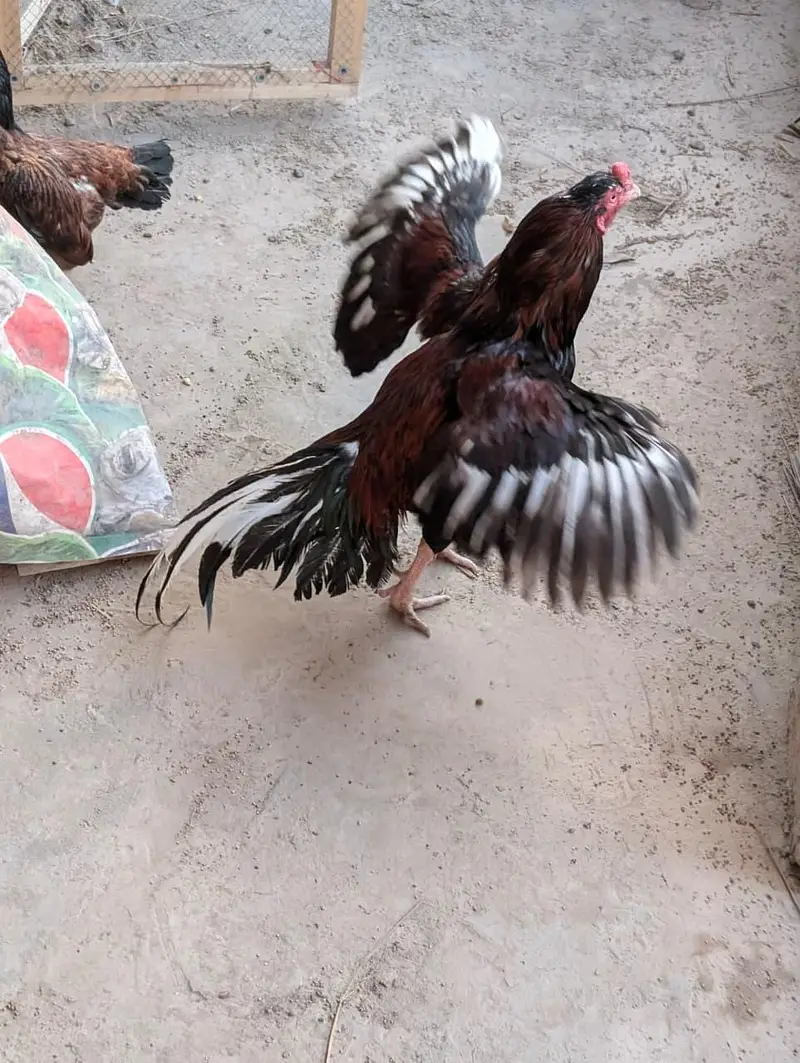 Mianwali aseel bird — photo 5