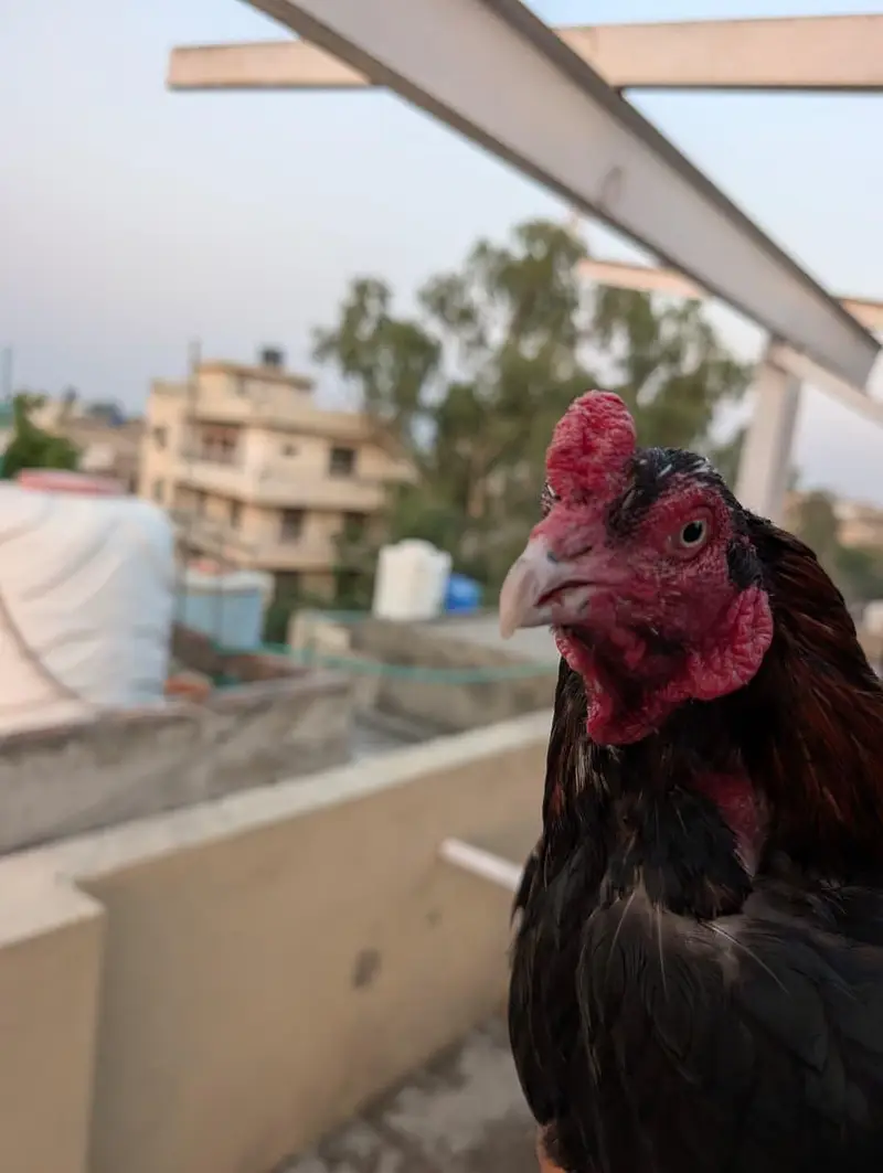 Mianwali aseel bird — photo 6