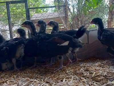 australorp chiks for sale