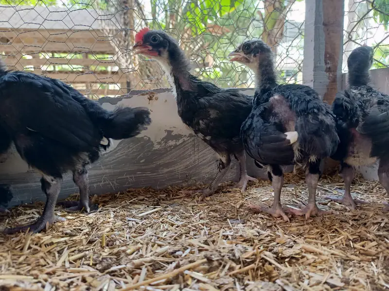 australorp chiks for sale — photo 3