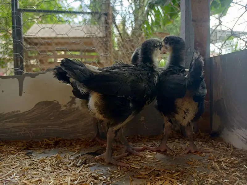 australorp chiks for sale — photo 4