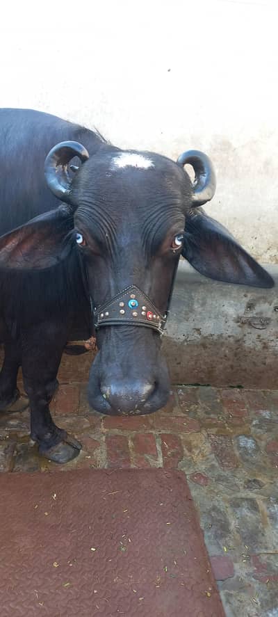buffalo for sale 1 din ki soi beauity