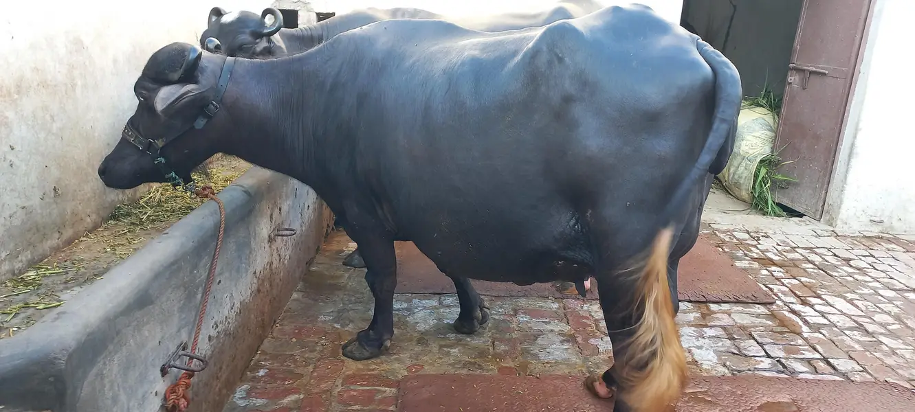 buffalo for sale 1 din ki soi beauity — photo 2