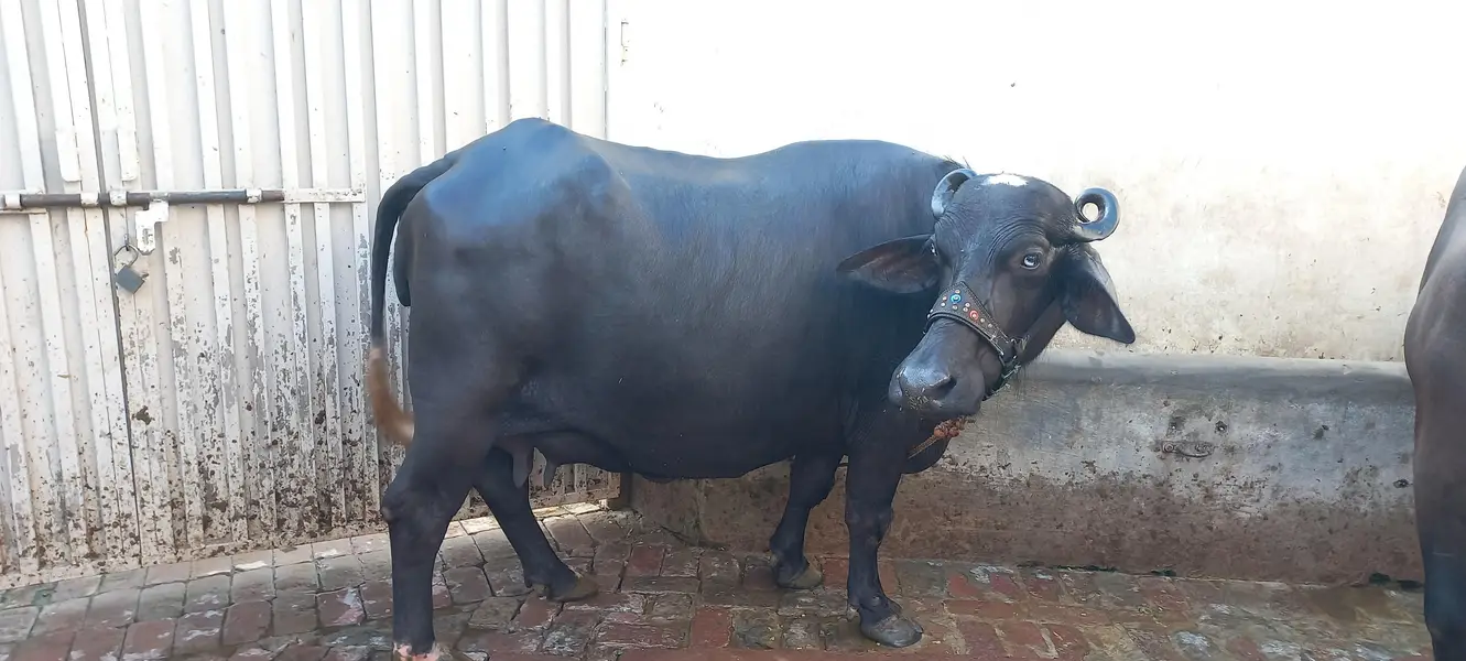 buffalo for sale 1 din ki soi beauity — photo 4