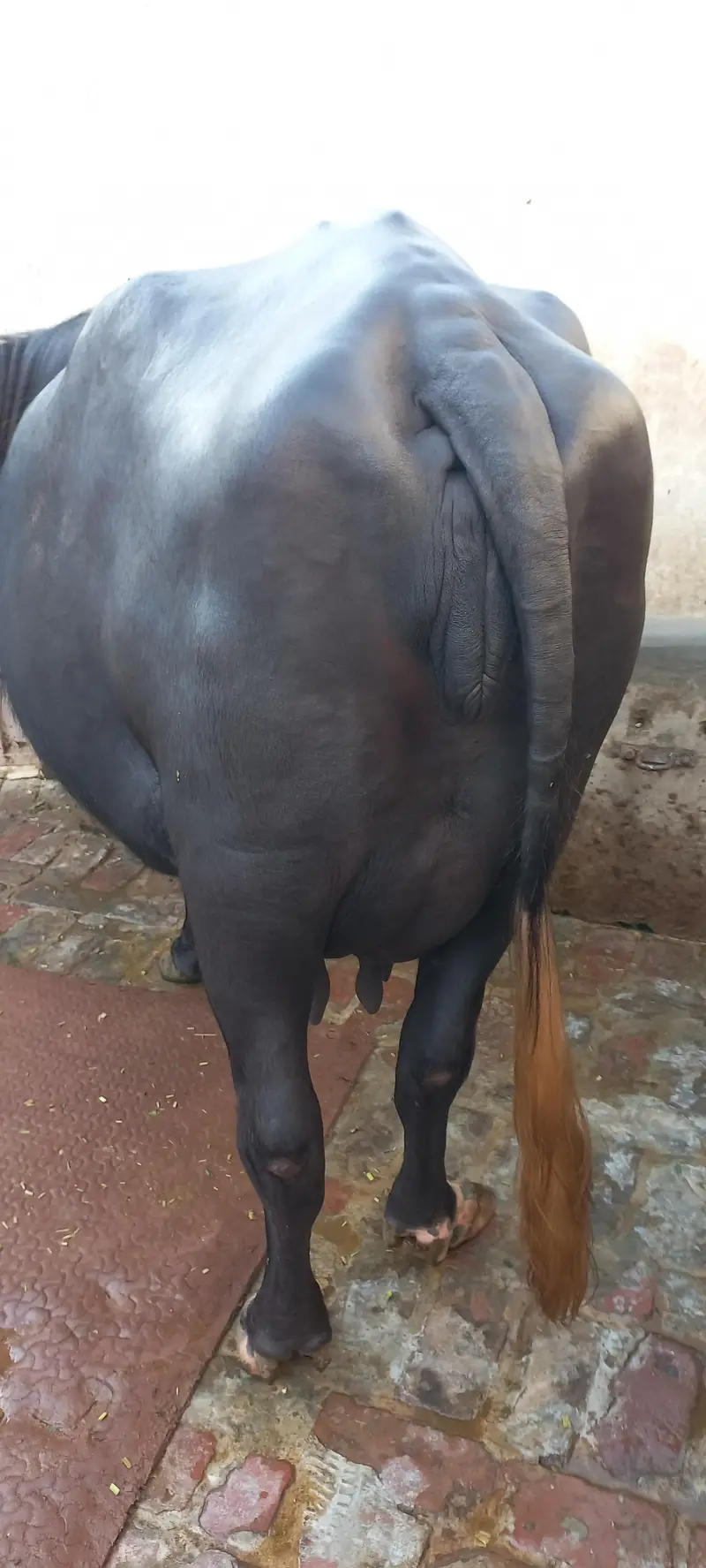 buffalo for sale 1 din ki soi beauity — photo 5