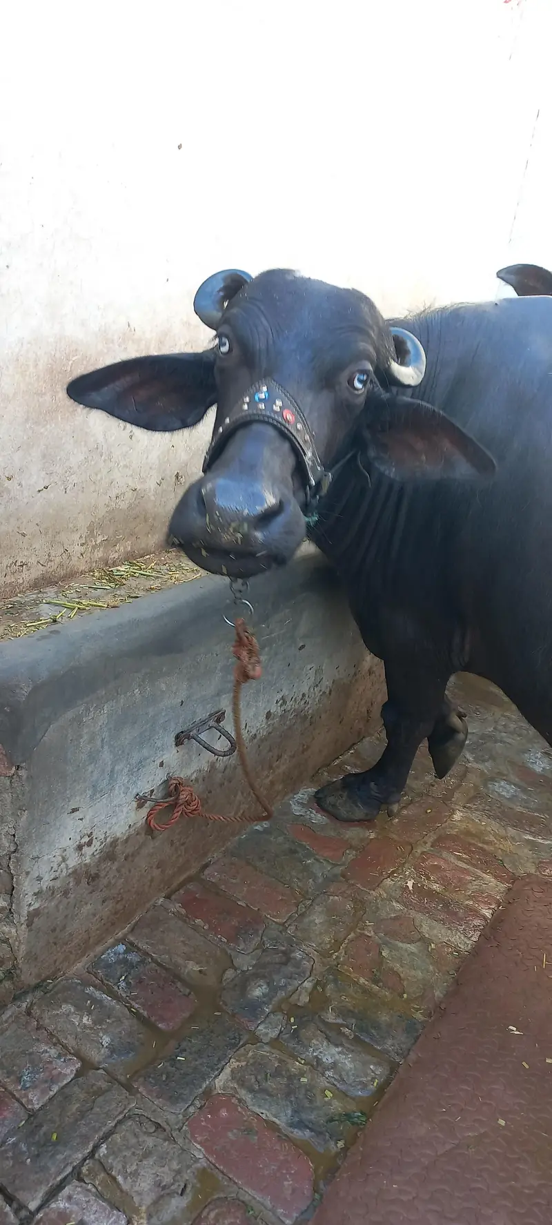 buffalo for sale 1 din ki soi beauity — photo 6