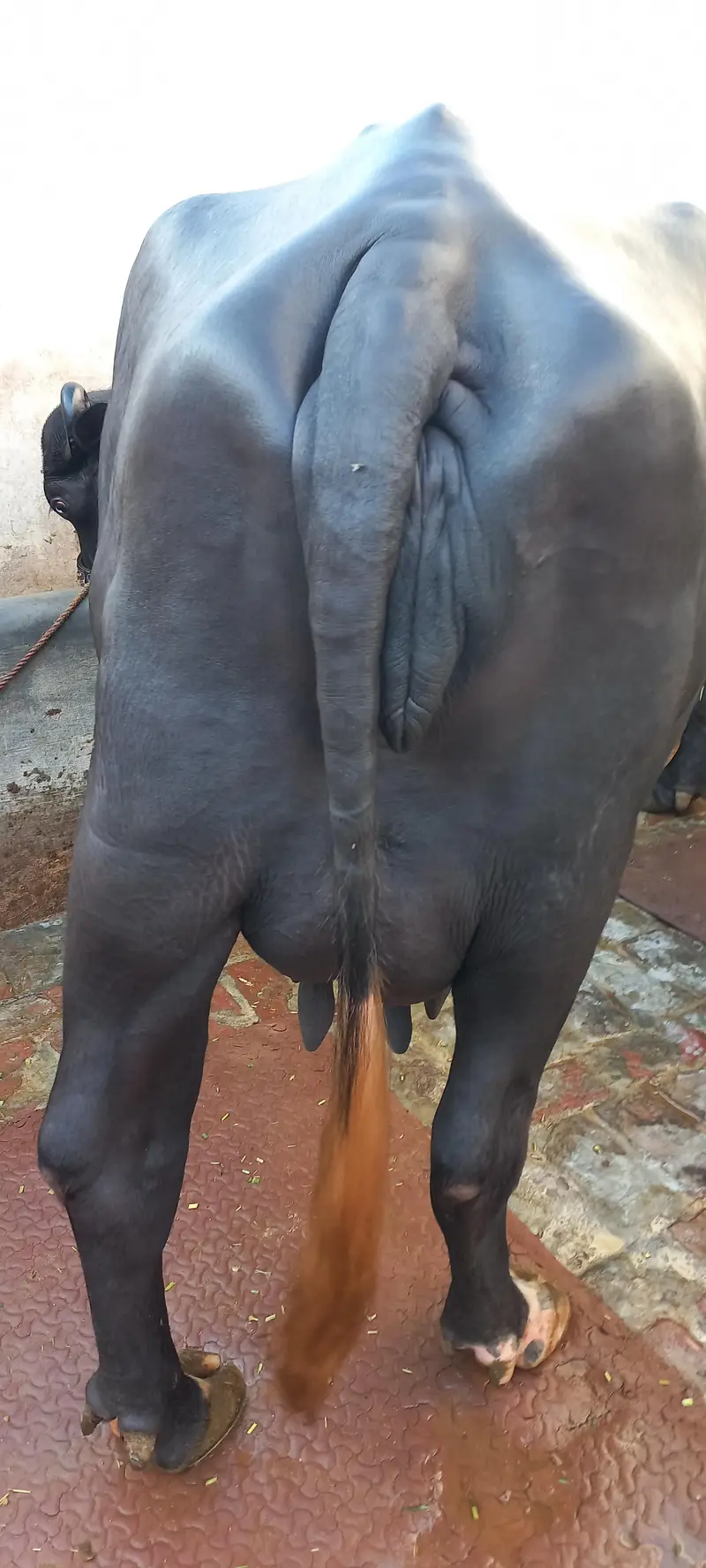 buffalo for sale 1 din ki soi beauity — photo 7