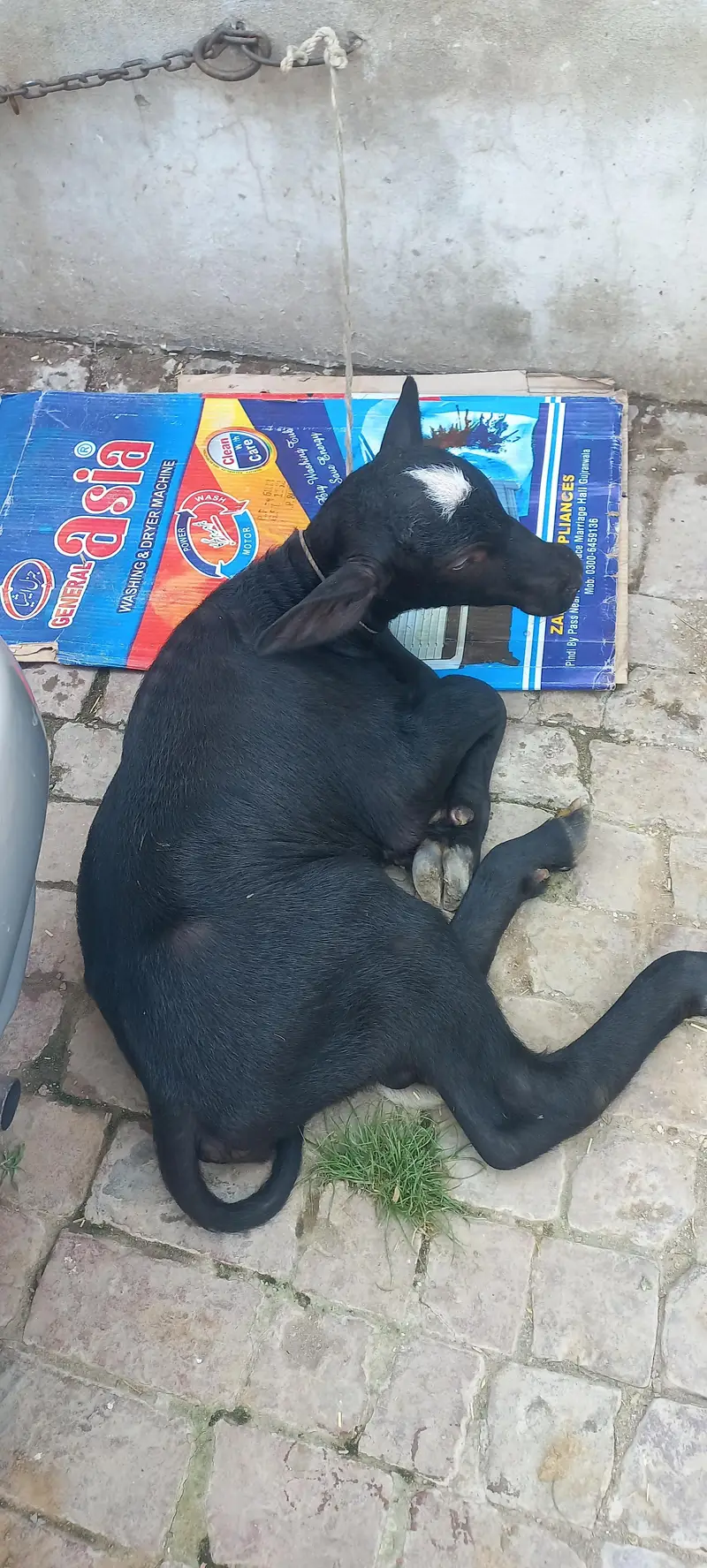 buffalo for sale 1 din ki soi beauity — photo 9