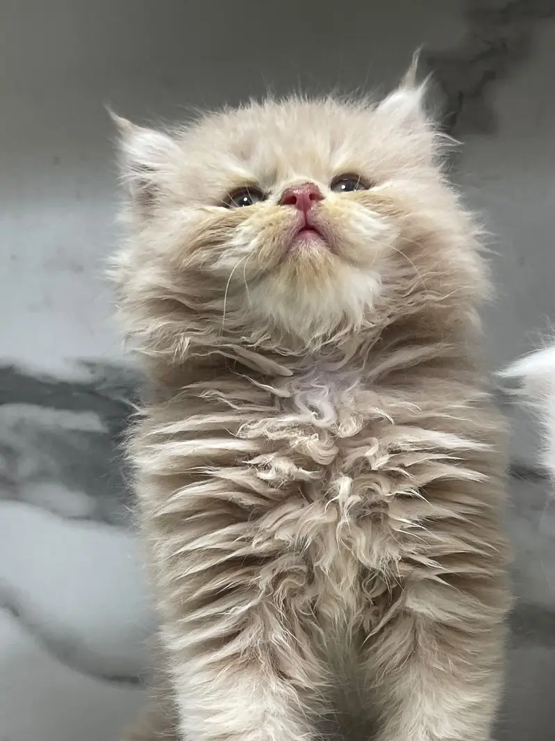 White Persian Kittens/Triple coated/blue eyes/Cats/Male/Female — photo 5