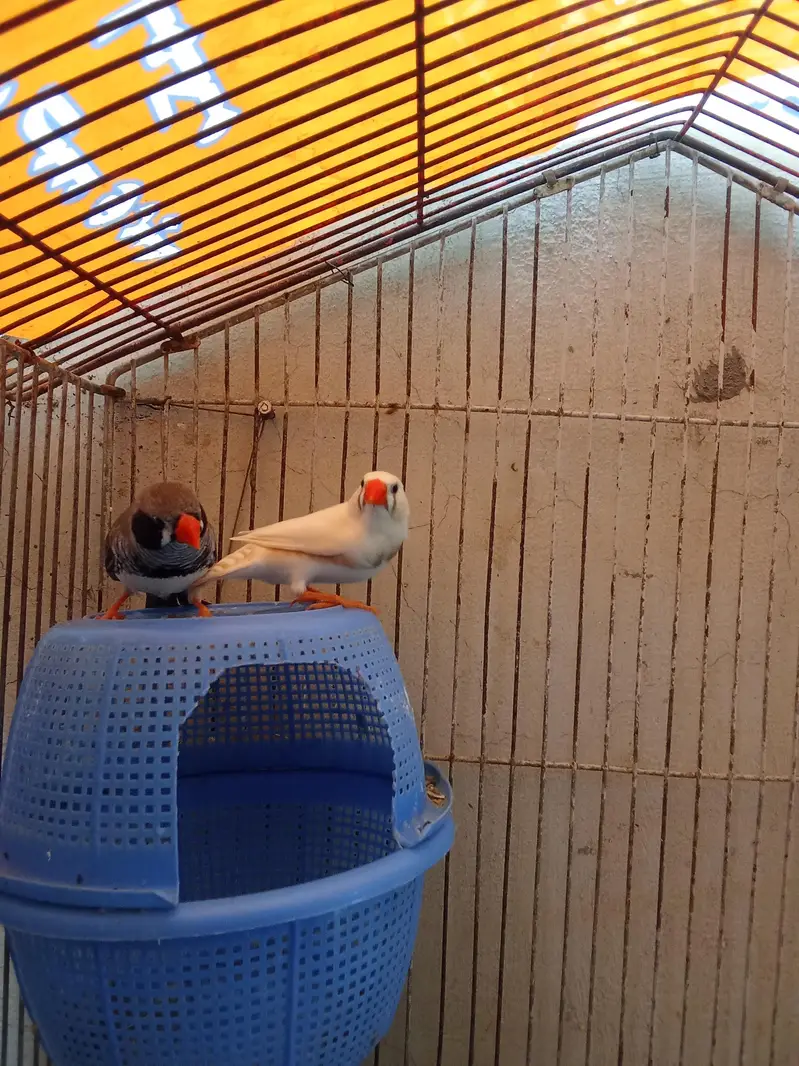 zebra finches breeder pair — photo 4