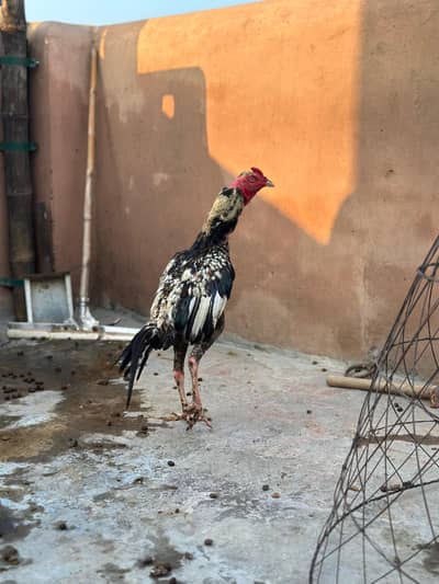 Pure mianwali aseel murgay for sale