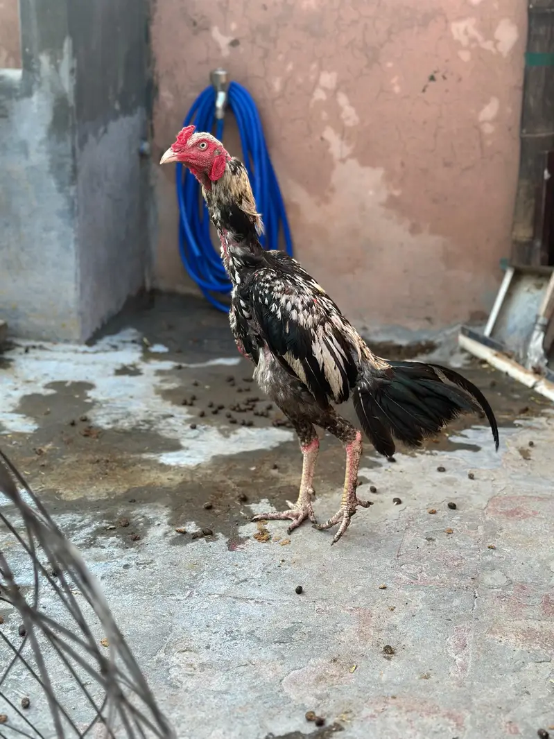 Pure mianwali aseel murgay for sale — photo 2
