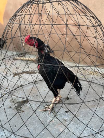 Pure mianwali aseel murga mushka for sale