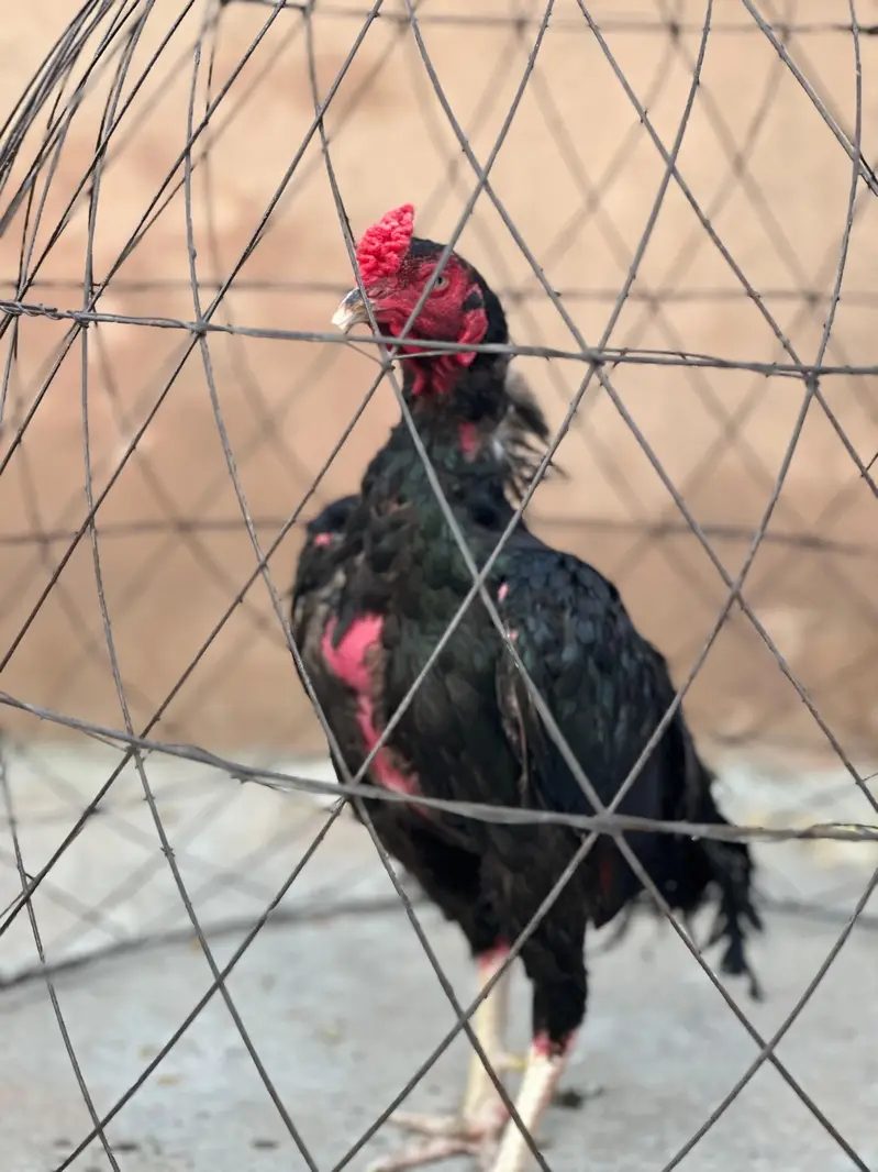 Pure mianwali aseel murgay for sale — photo 4