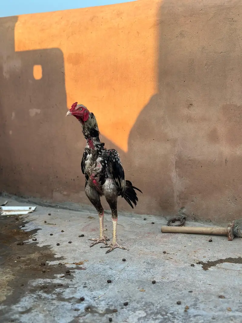 Pure mianwali aseel murgay for sale — photo 5