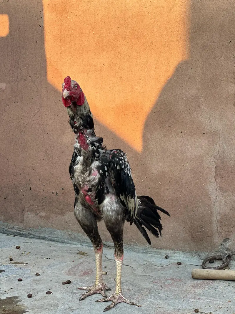 Pure mianwali aseel murgay for sale — photo 6