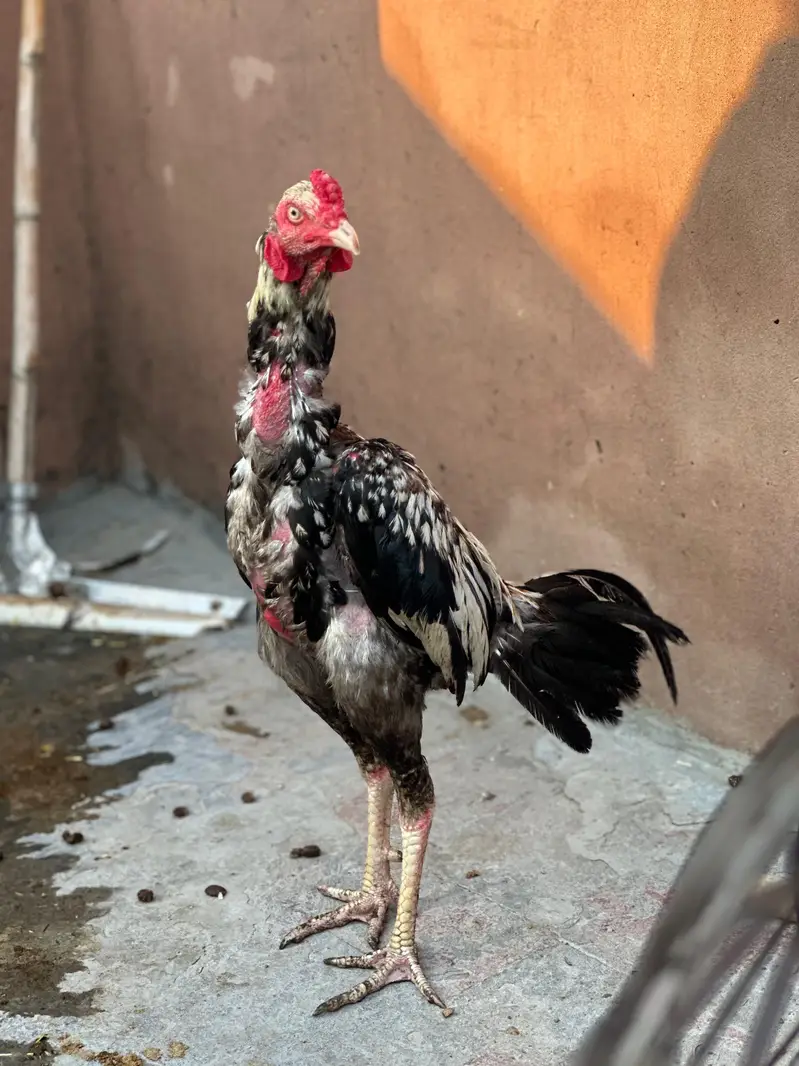 Pure mianwali aseel murgay for sale — photo 7
