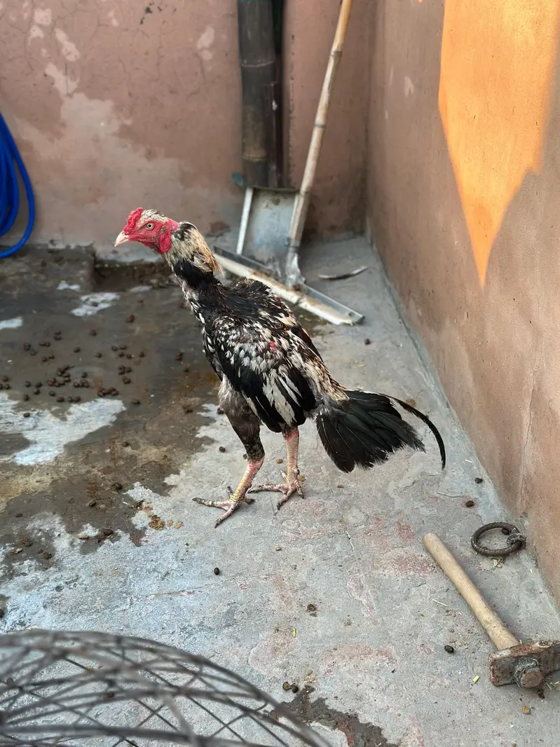 Pure mianwali aseel murgay for sale — photo 8