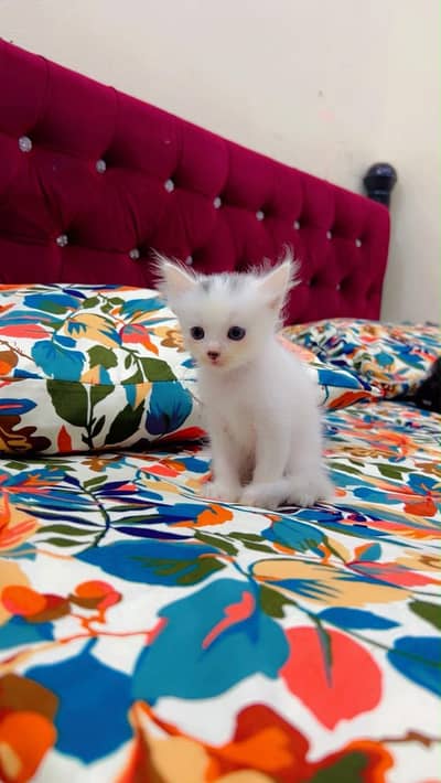 Persian 2 babies for sale
