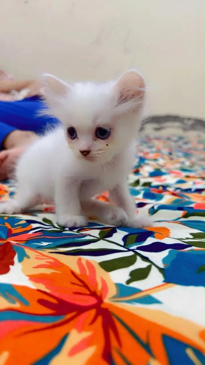 Persian 2 babies for sale — photo 2