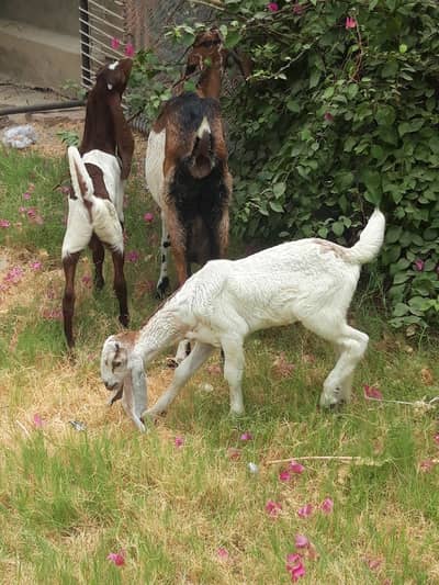 bakri or 2 male 2 month k