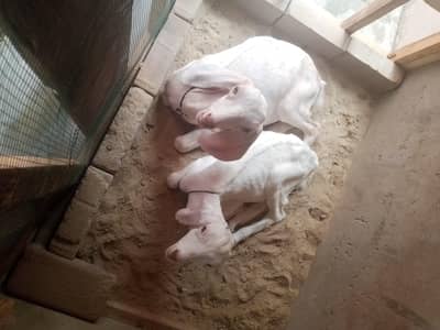 2 he ak he bakra our ak he bakri