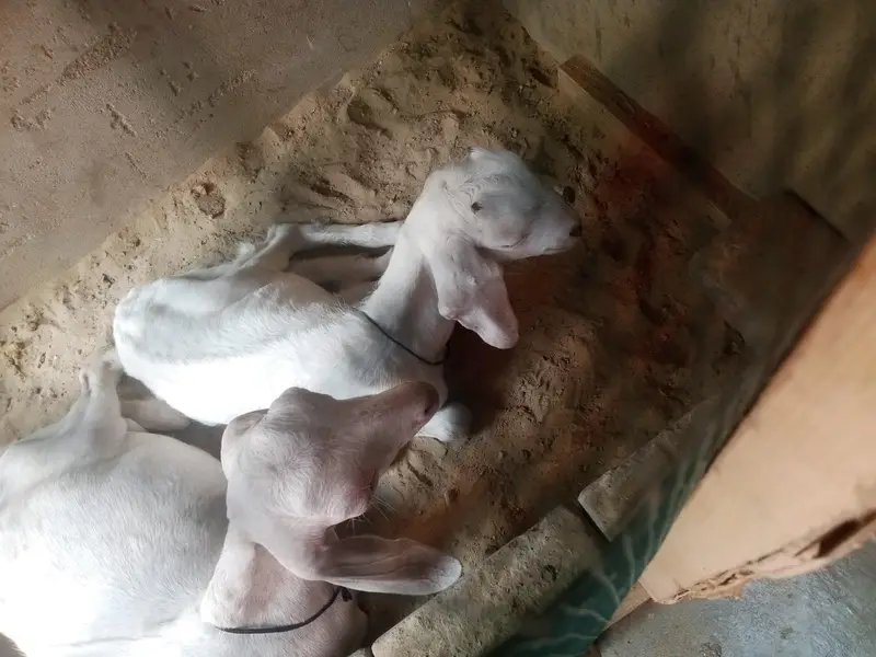 2 he ak he bakra our ak he bakri — photo 2