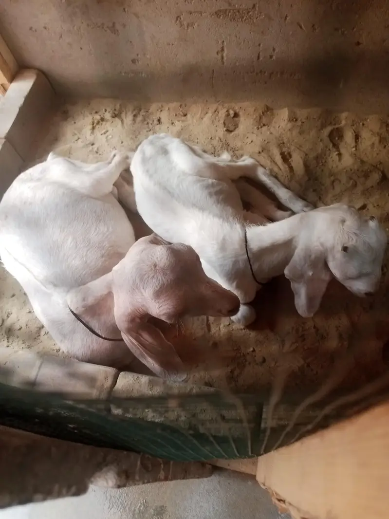 2 he ak he bakra our ak he bakri — photo 3