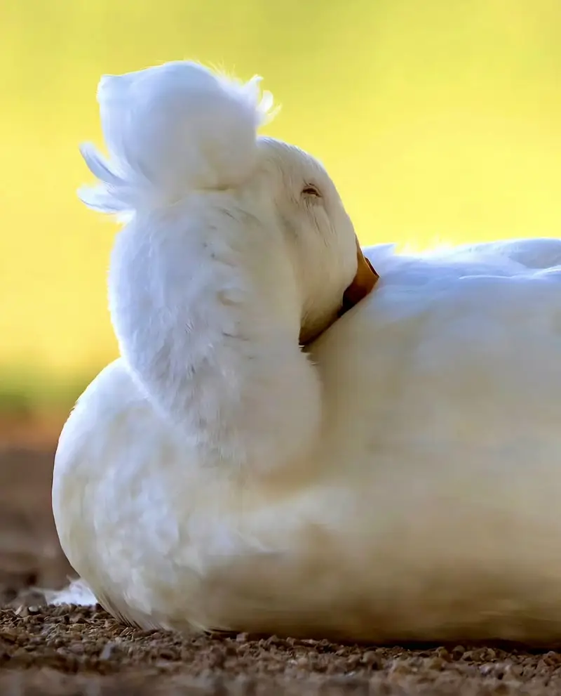 Ducks