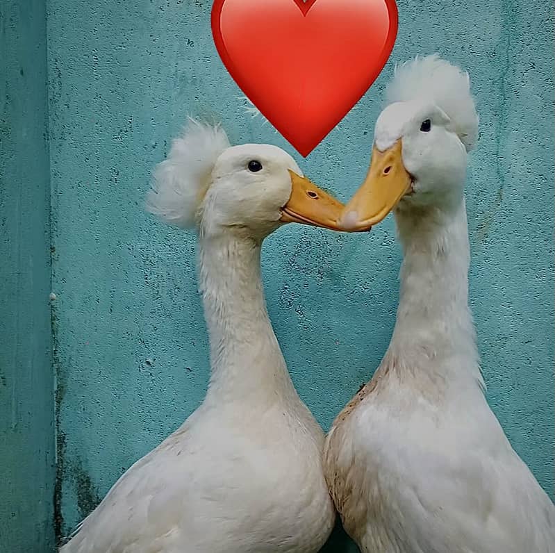 Ducks 1