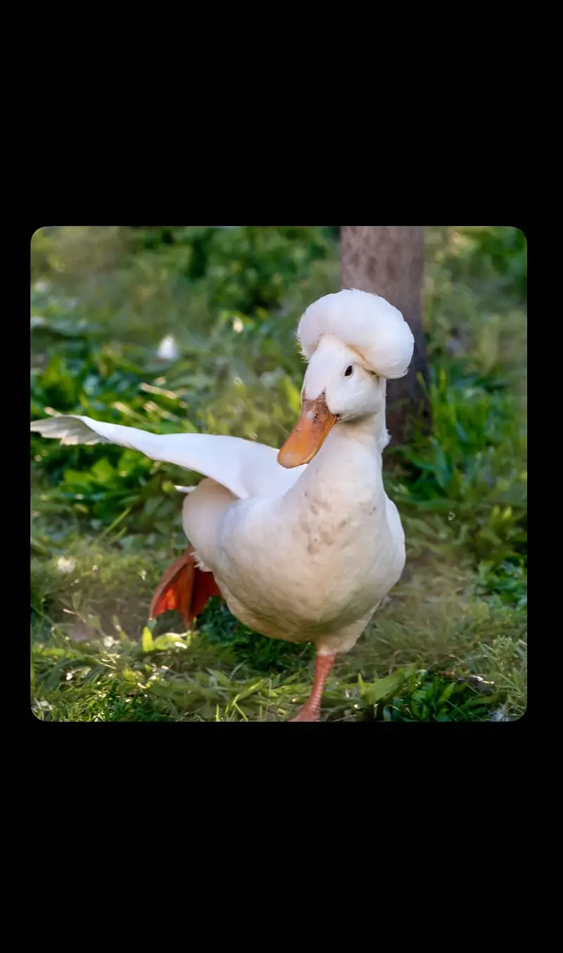 Ducks — photo 3