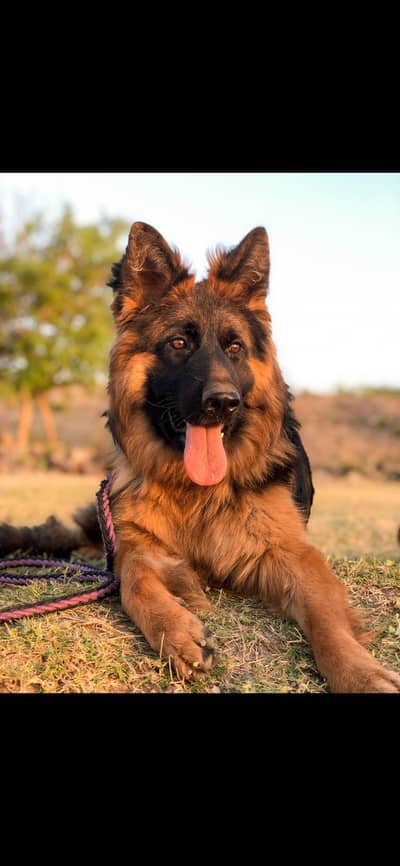 GERMAN SHEFERED BREEDER FEMALE