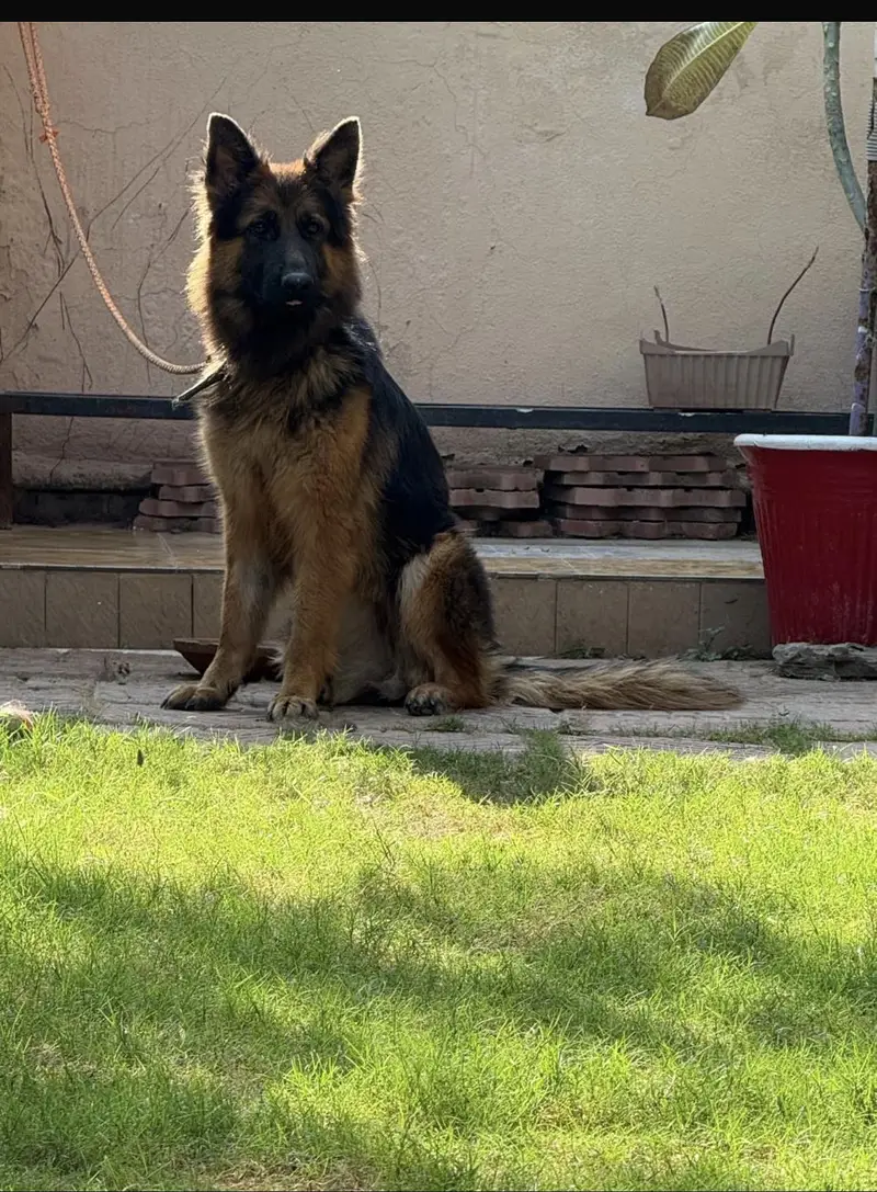 GERMAN SHEFERED BREEDER FEMALE — photo 3