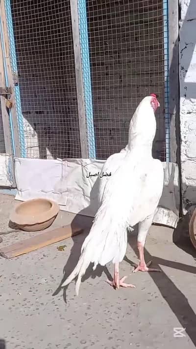 Paper White Heera Chicks