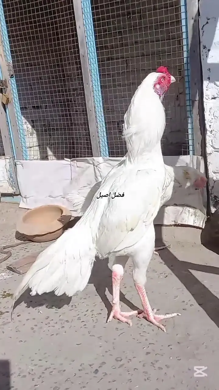 Paper White Heera Chicks — photo 2