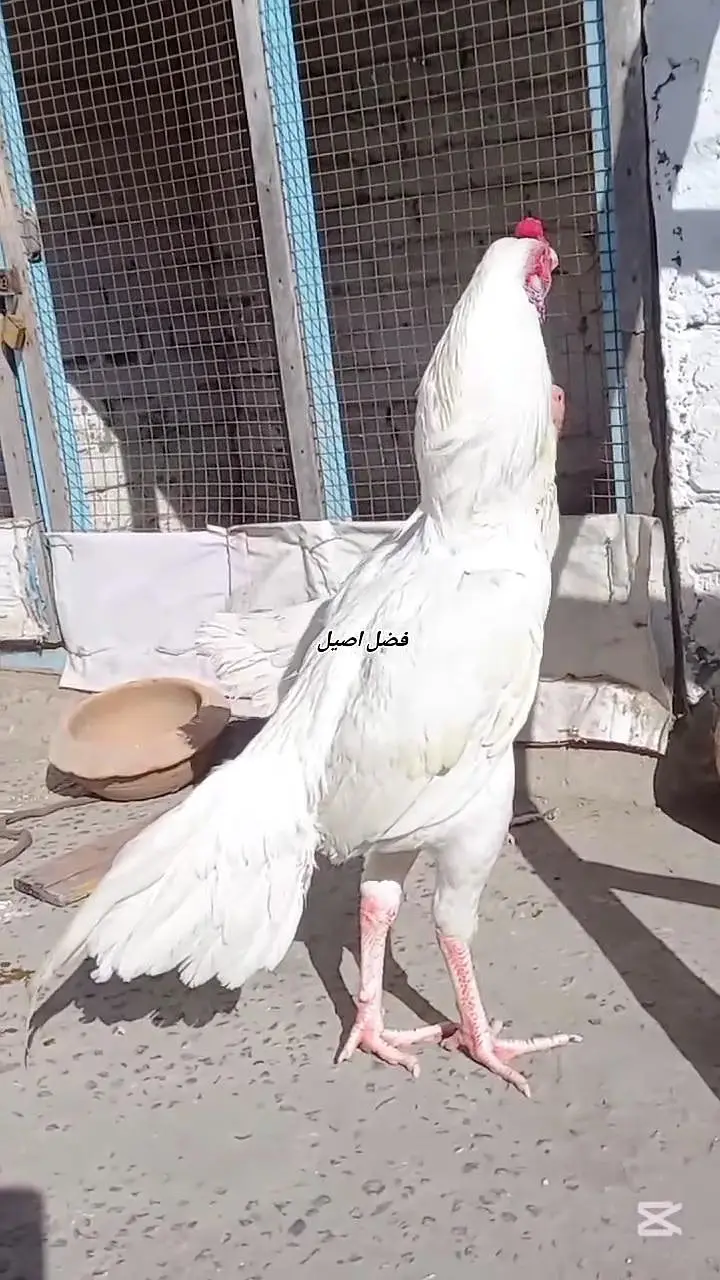 Paper White Heera Chicks — photo 3