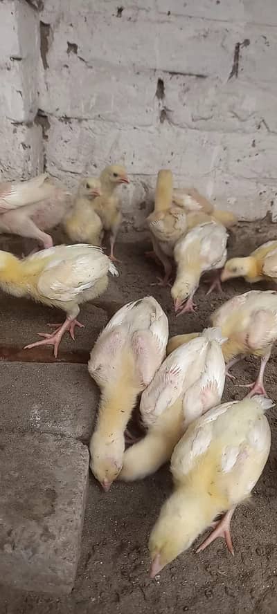Paper White Heera Chicks
