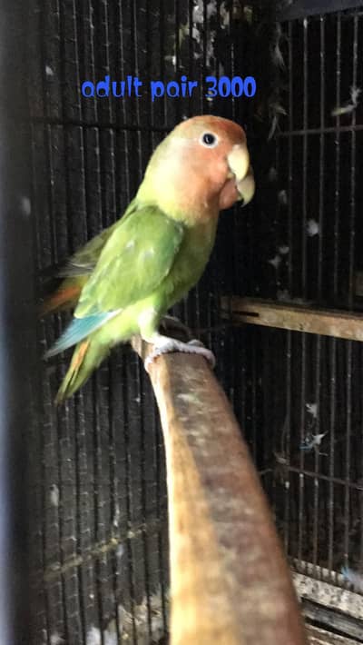 Love birds pairs