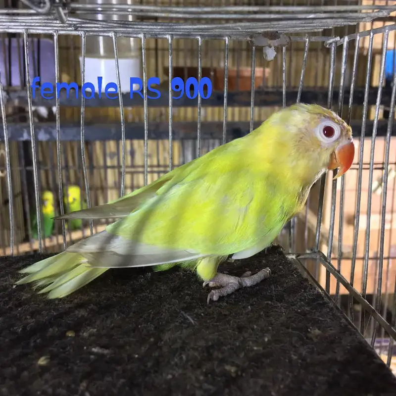 Love birds pairs — photo 3