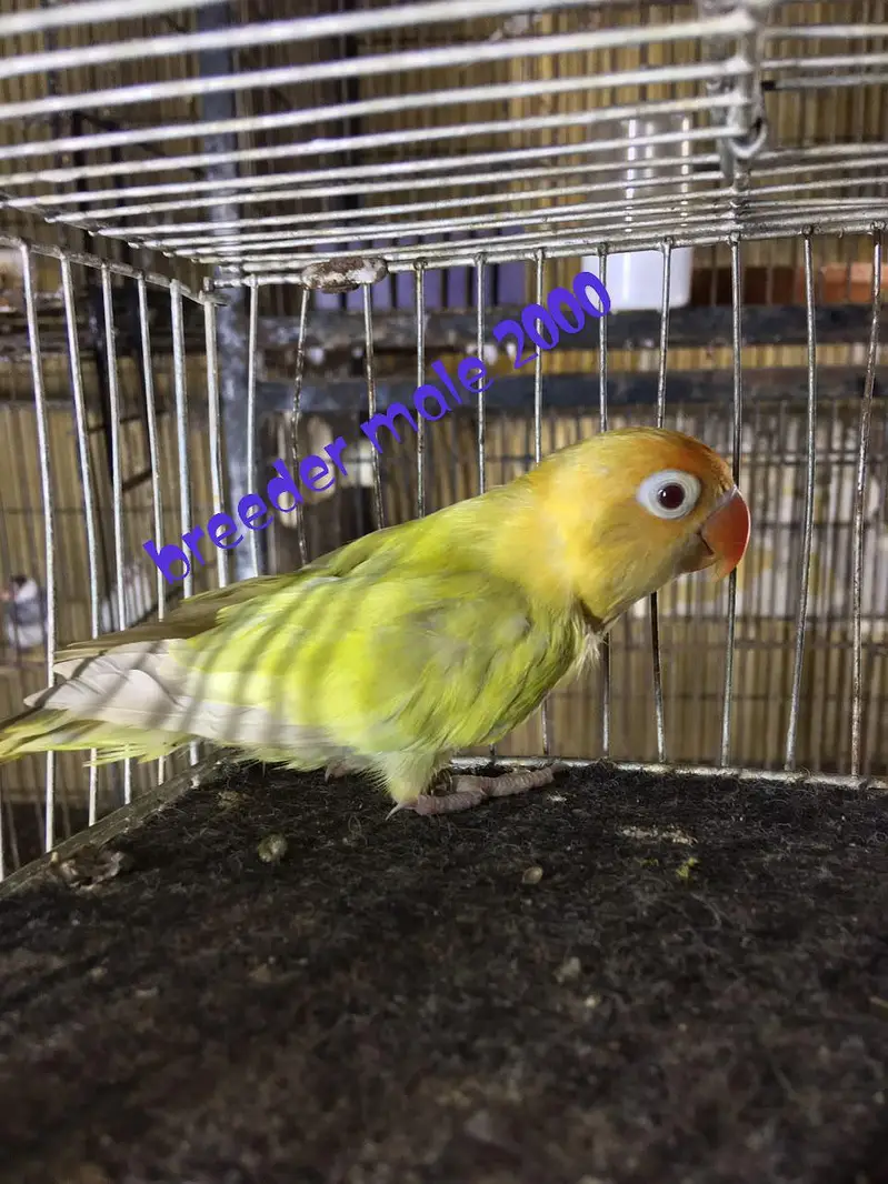 Love birds pairs — photo 4