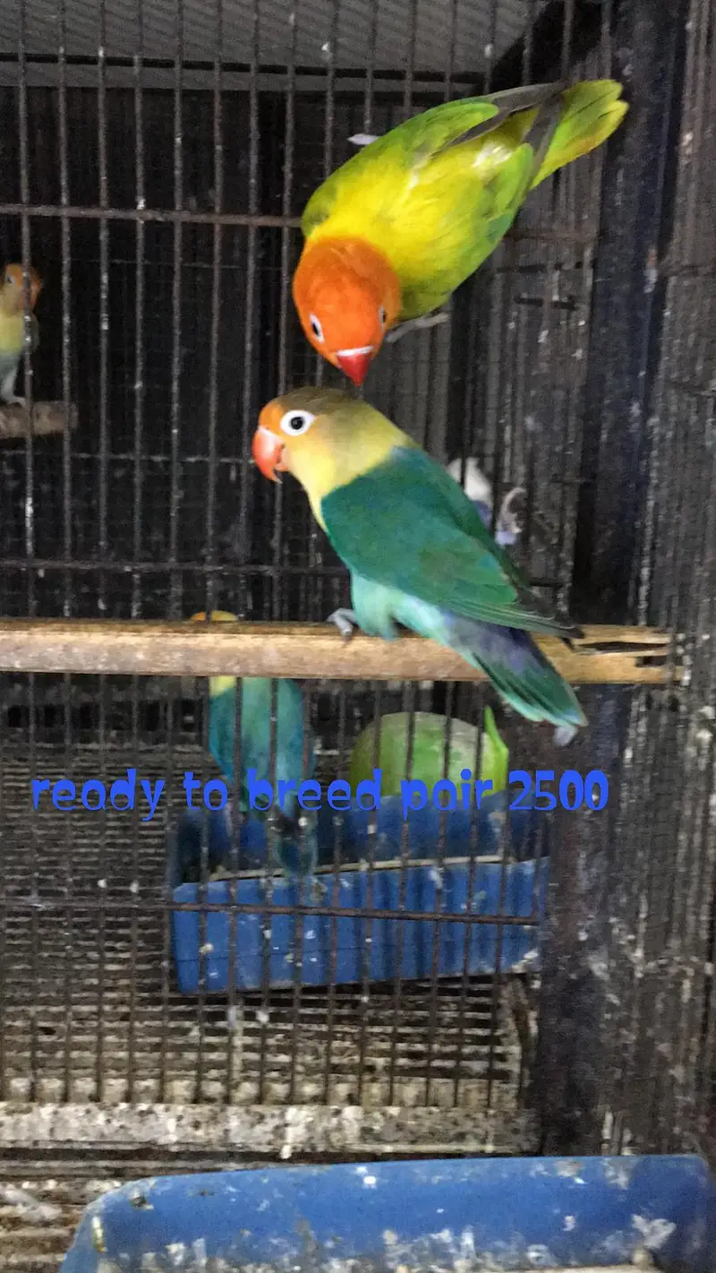 Love birds pairs — photo 5