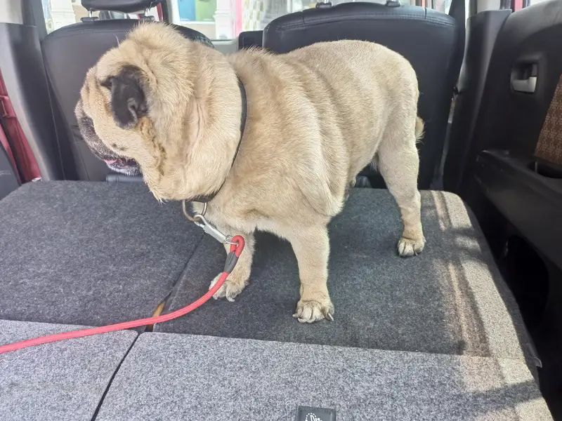 imported Japanese Pug dog exchange — photo 6