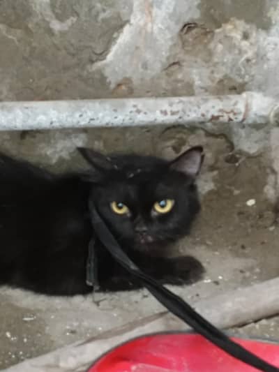 urgent sale bohot achi h