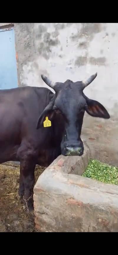 8 Month pregnant Fressisn cholistsni cow