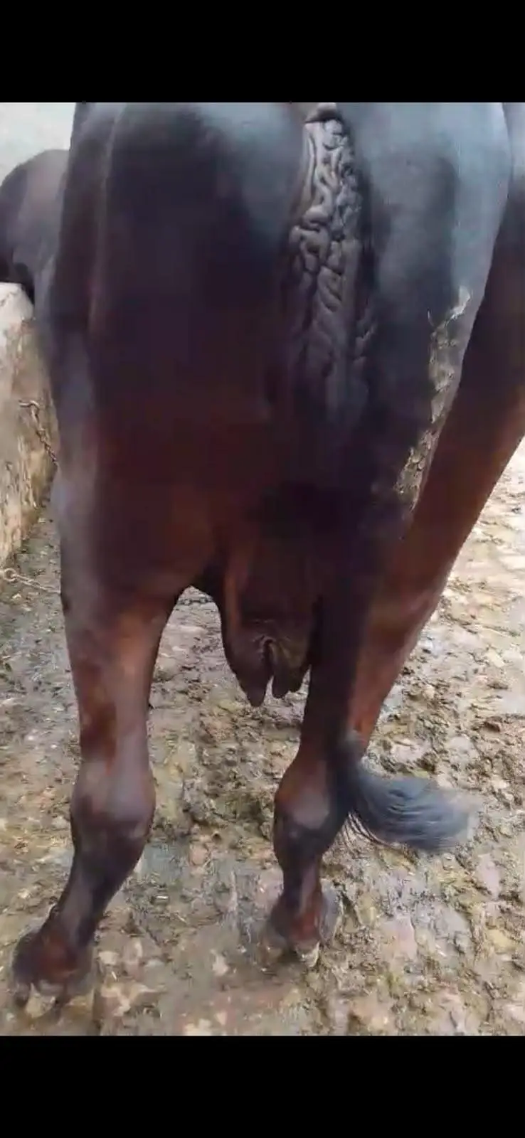 8 Month pregnant Fressisn cholistsni cow — photo 2