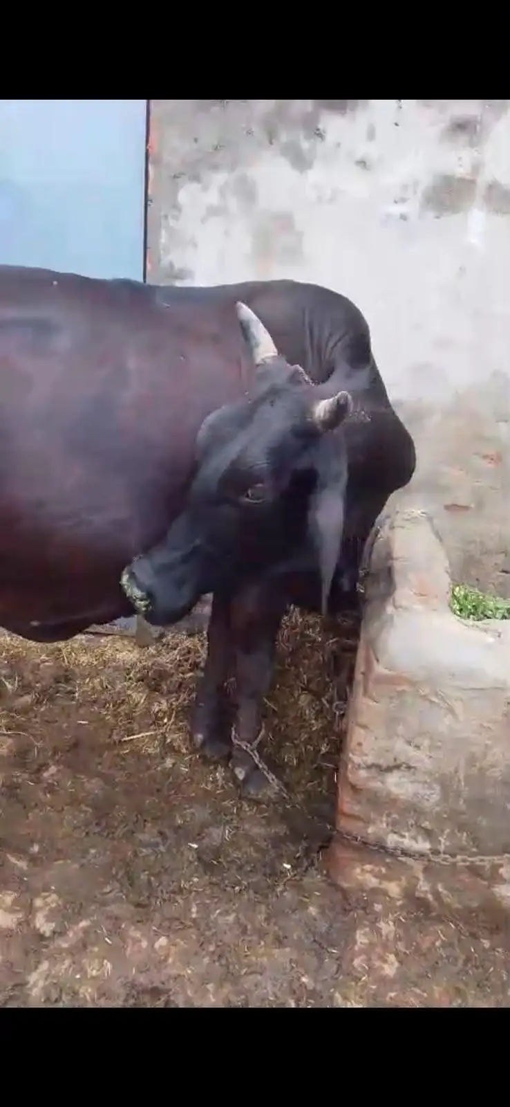 8 Month pregnant Fressisn cholistsni cow — photo 3